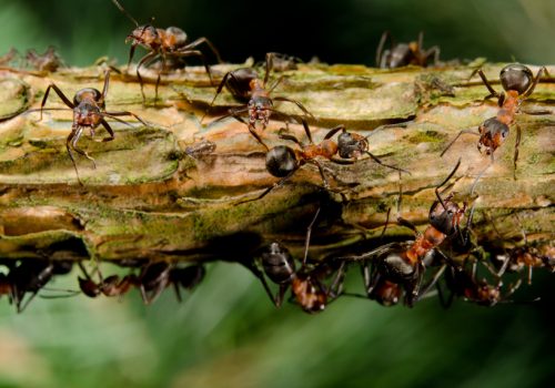 branch with aggressive red wood ants