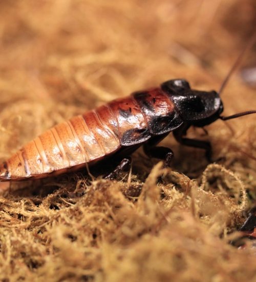 Big brown cockroach