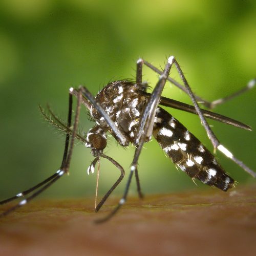 tiger-mosquito-mosquito-asian-tigermucke-sting-86722
